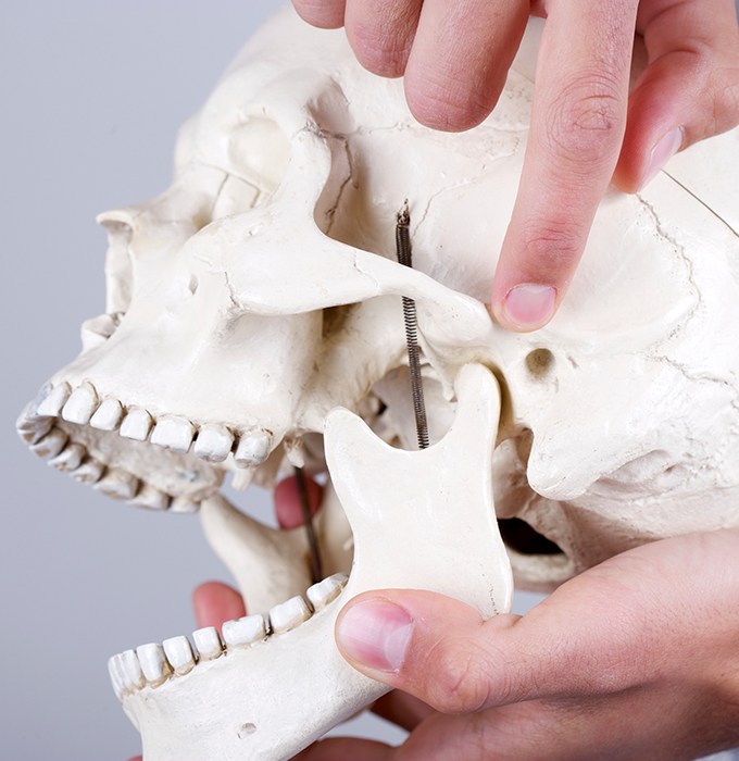 Model skull and jawbone used to diagnose T M J dysfunction
